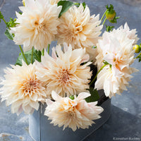 
    



Dahlia 'Café Au Lait' 
