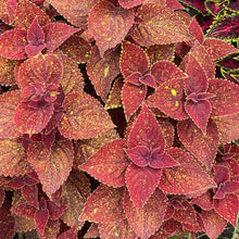 Coleus Talavera™ 'Moondust' - S1