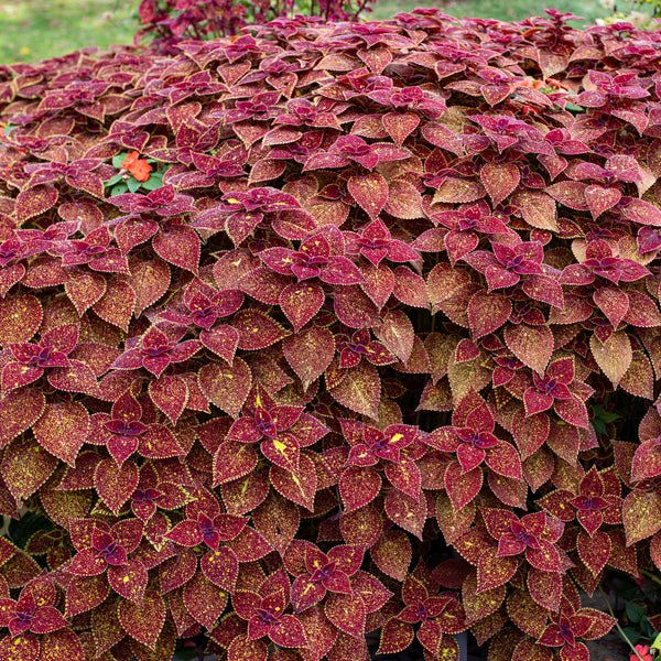 
    



Coleus Talavera™ 'Moondust' 
