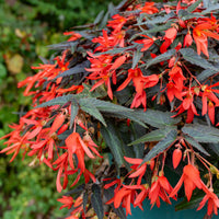 
    



Begonia Bossa Nova™ 'Night Fever Papaya' 
