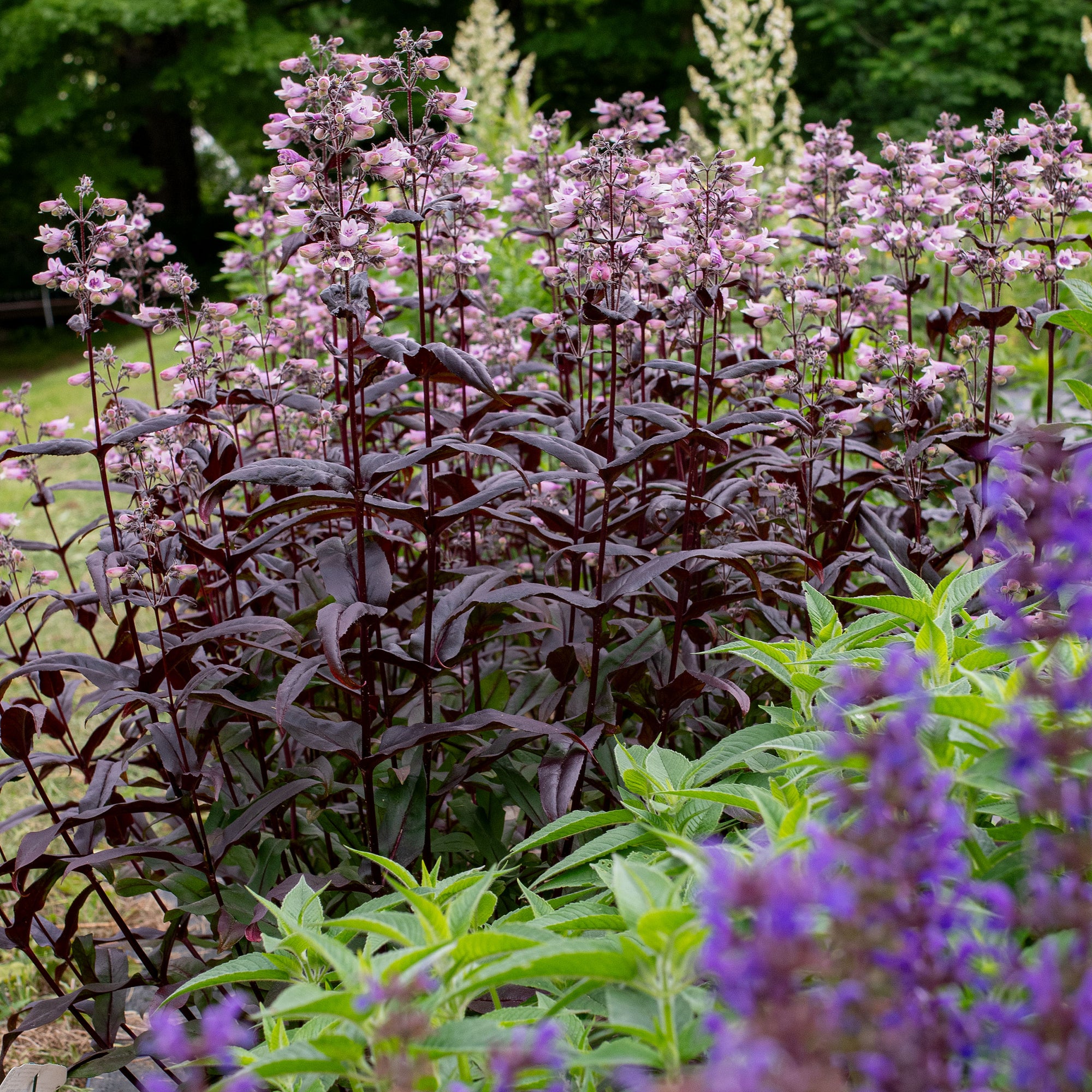 Penstemon DAKOTA™ 'Burgundy' - S1