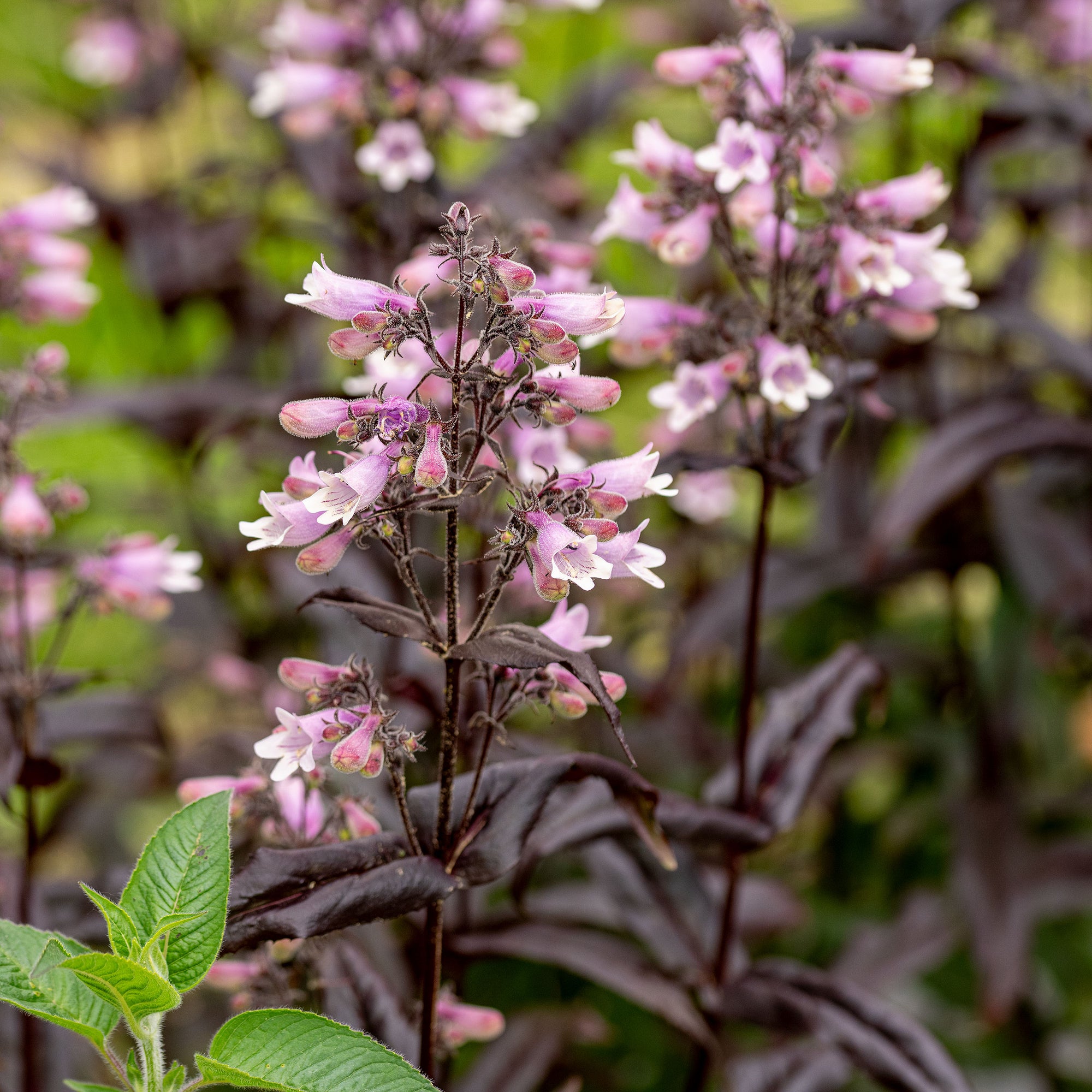 Penstemon DAKOTA™ 'Burgundy' - S1