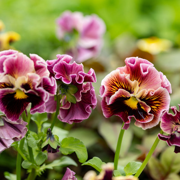 
    



Viola 'Ruffles Wine' 
