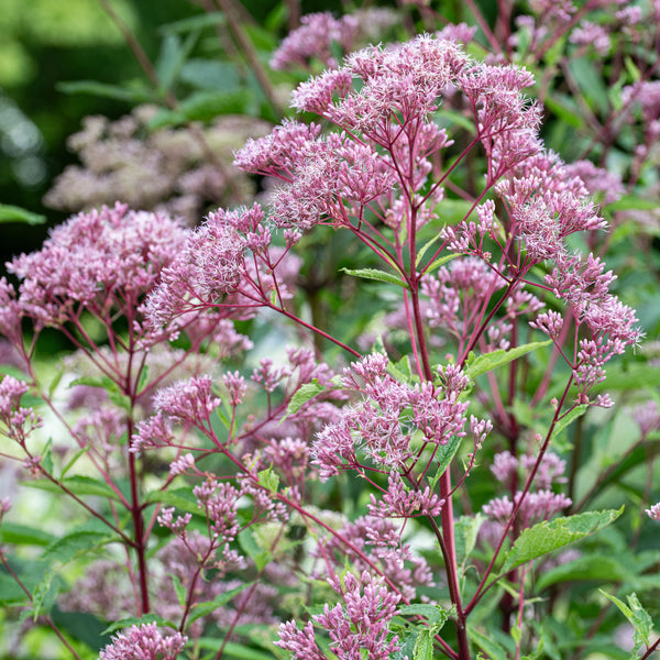 
    



Joe Pye Weed 'Atropurpureum' 
