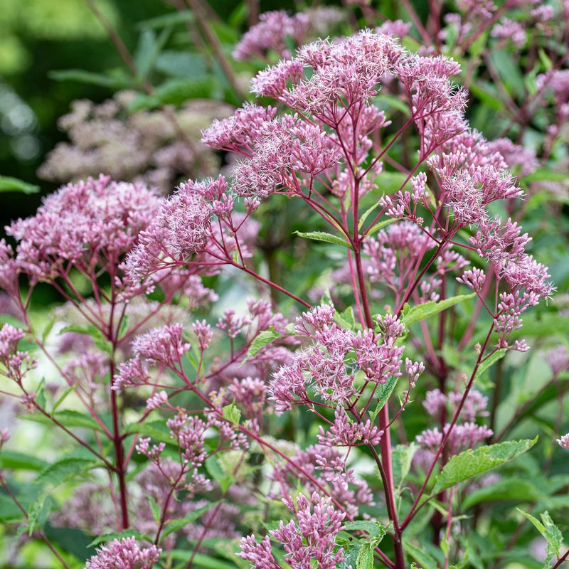 Joe Pye Weed 'Atropurpureum' - S1