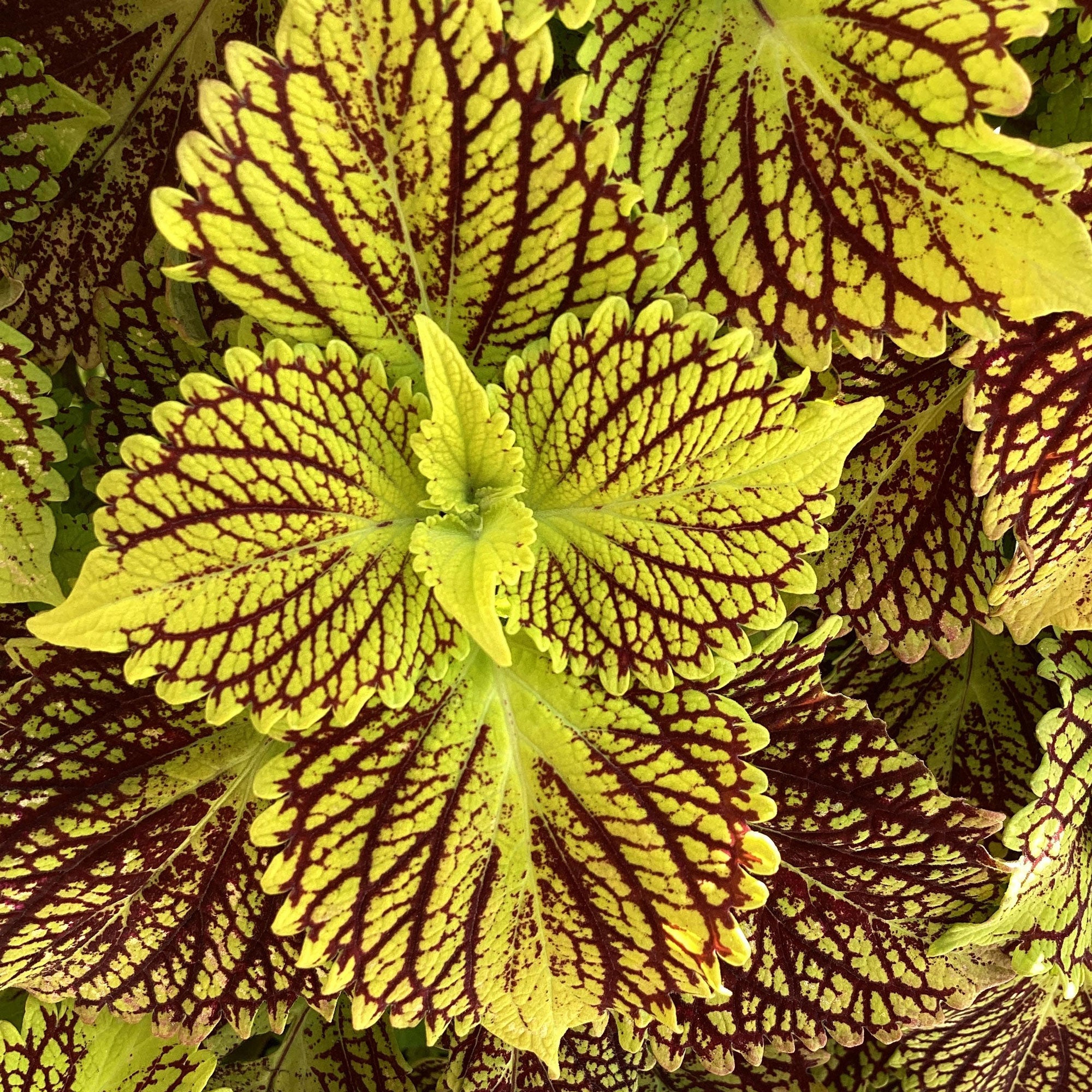 Coleus TerraScape 'Solar Fire' - S1