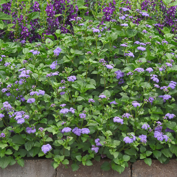 
    



Ageratum 'Monarch Magic' 
