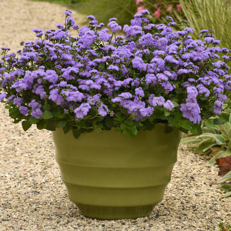 Ageratum 'Monarch Magic' - S1