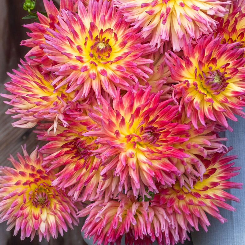 Dahlia 'Karma Sangria' - S1