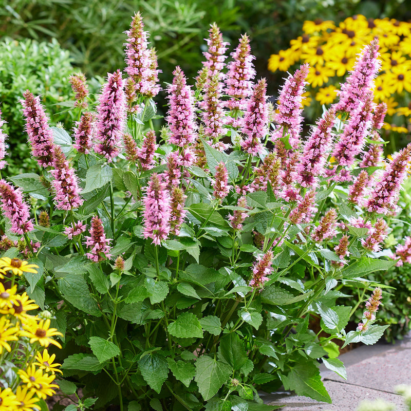 
  



Agastache 'Beelicious® Pink' 
