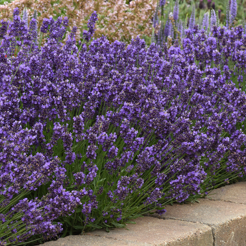 
  



Lavender 'SuperBlue' 
