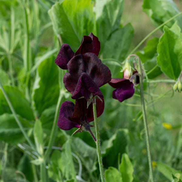 
    



Sweet Pea 'Monty Don' 
