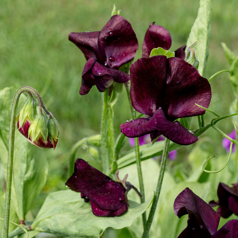 Sweet Pea 'Monty Don' - S1