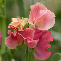 
    



Sweet Pea 'King's Ransom' 
