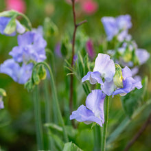 Sweet Pea 'Alison Louise' - S1