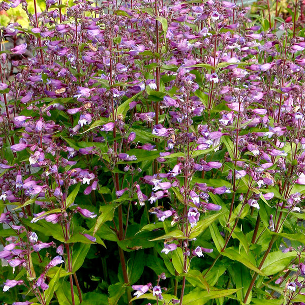 
    



Penstemon NOVA® 'Twilight' 
