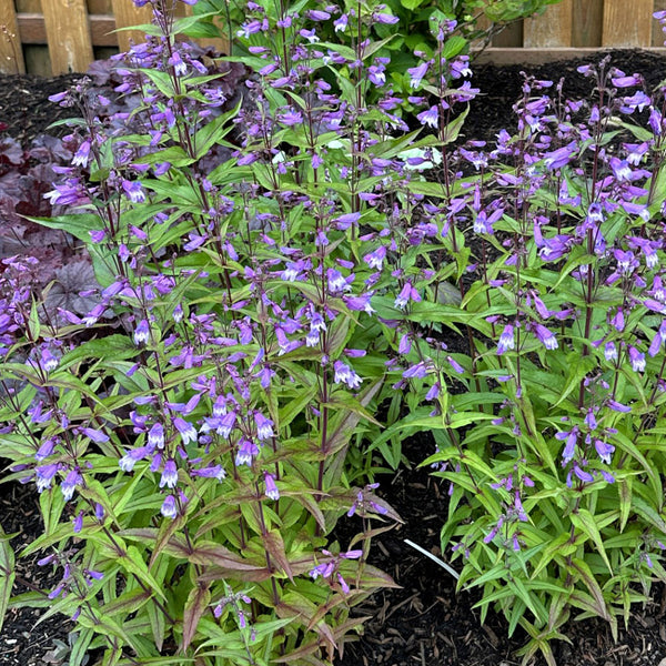 
    



Penstemon NOVA® 'Twilight' 
