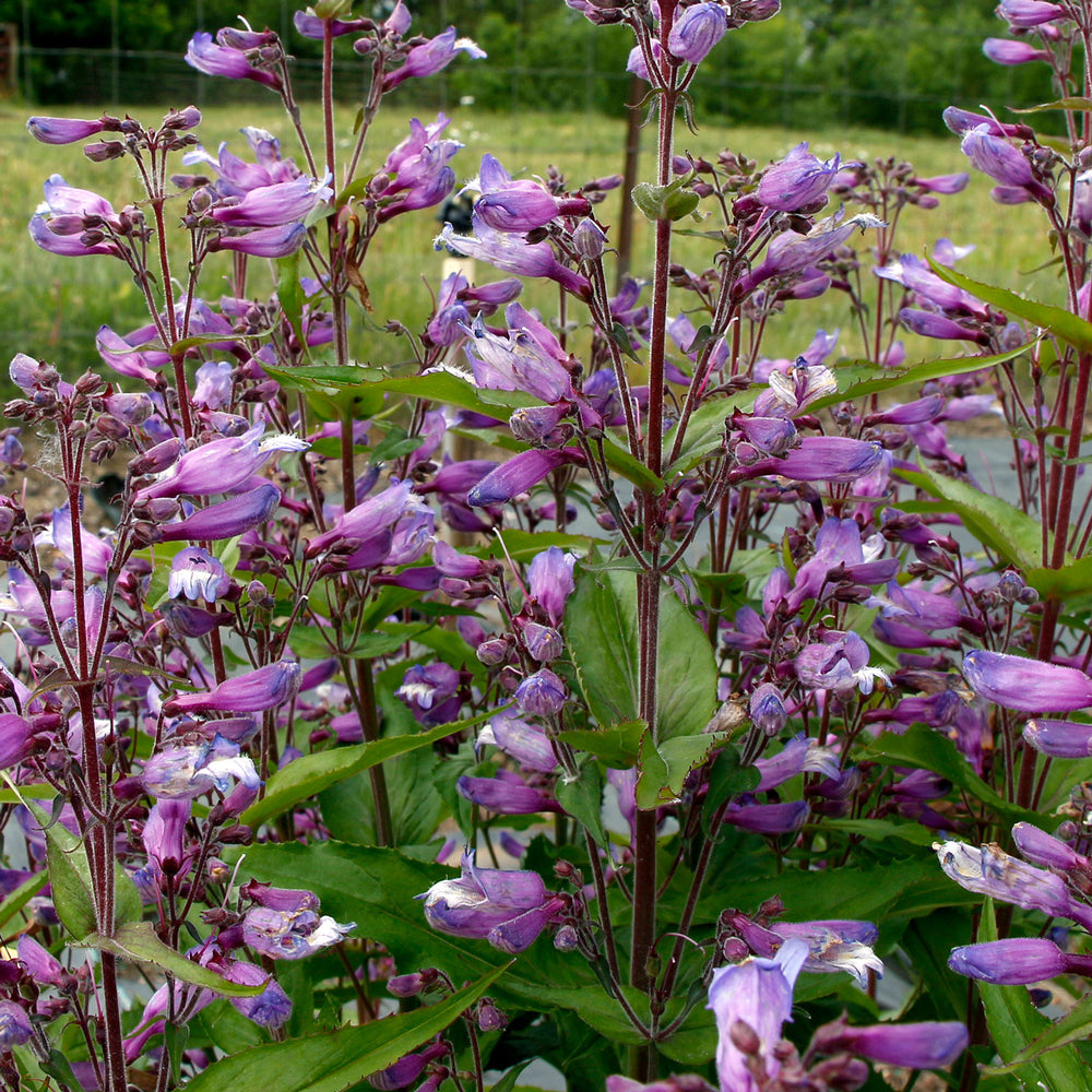 Penstemon NOVA® 'Twilight' - S1