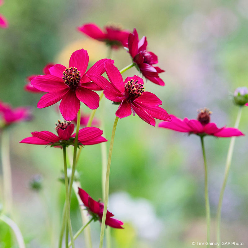 Cosmos 'Cherry Chocolate' - S1