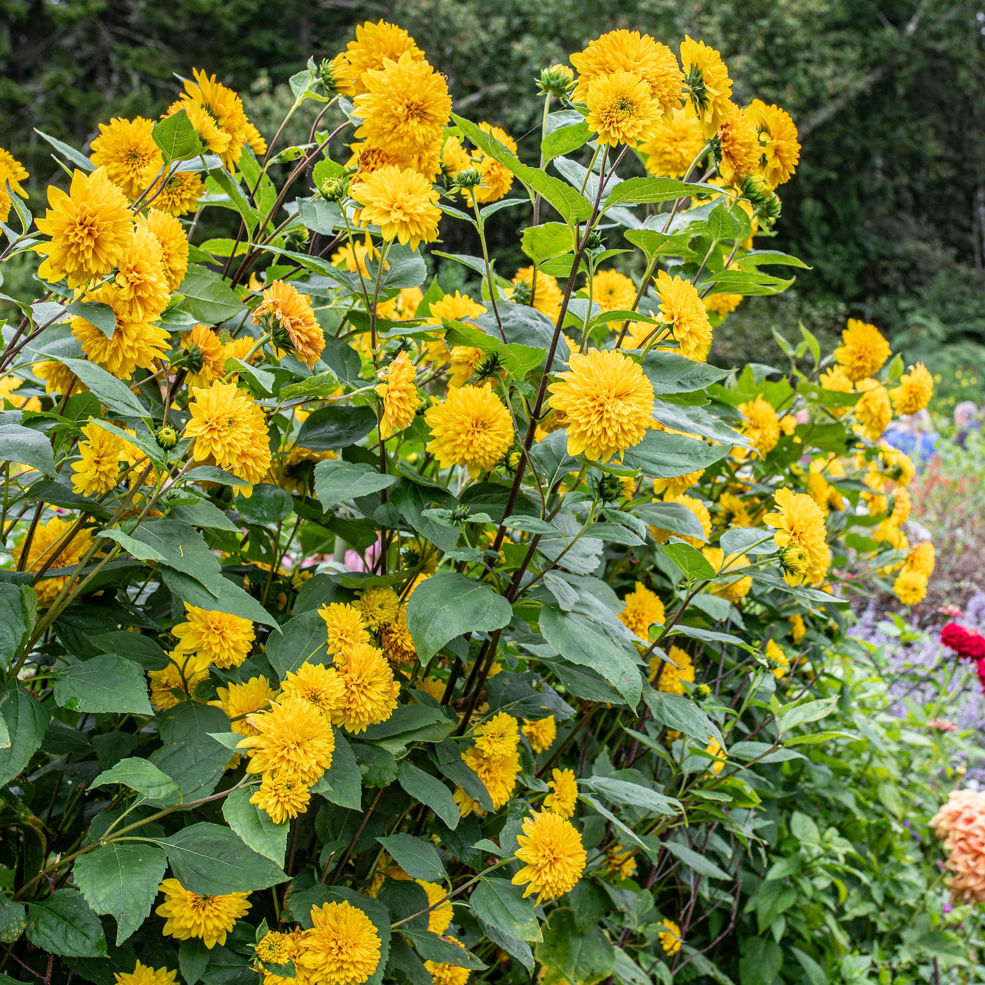 Perennial Sunflower 'Sunshine Daydream' - S1