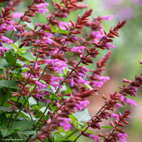 
    



Salvia 'Salgoon® Lake Garda' 
