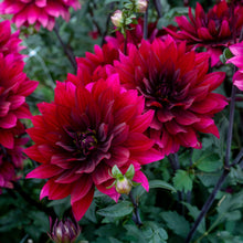 Dahlia 'Karma Cabernet' - S1