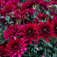 
    



Dahlia 'Karma Cabernet' 
