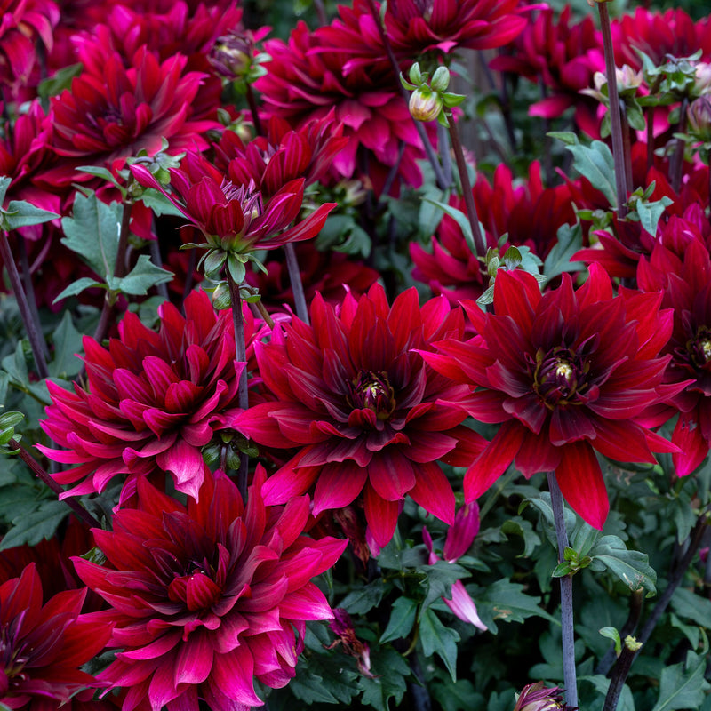 
  



Dahlia 'Karma Cabernet' 
