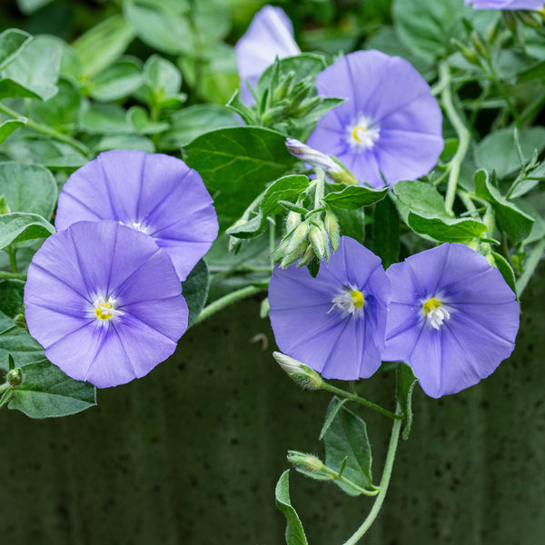 
    



Blue Rock Morning Glory 
