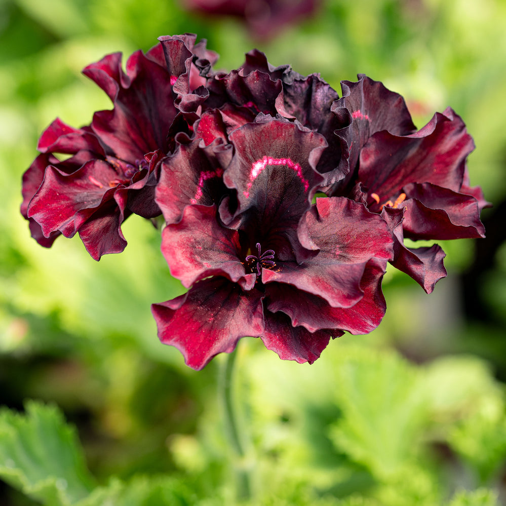 Geranium 'Brown's Butterfly' - S1