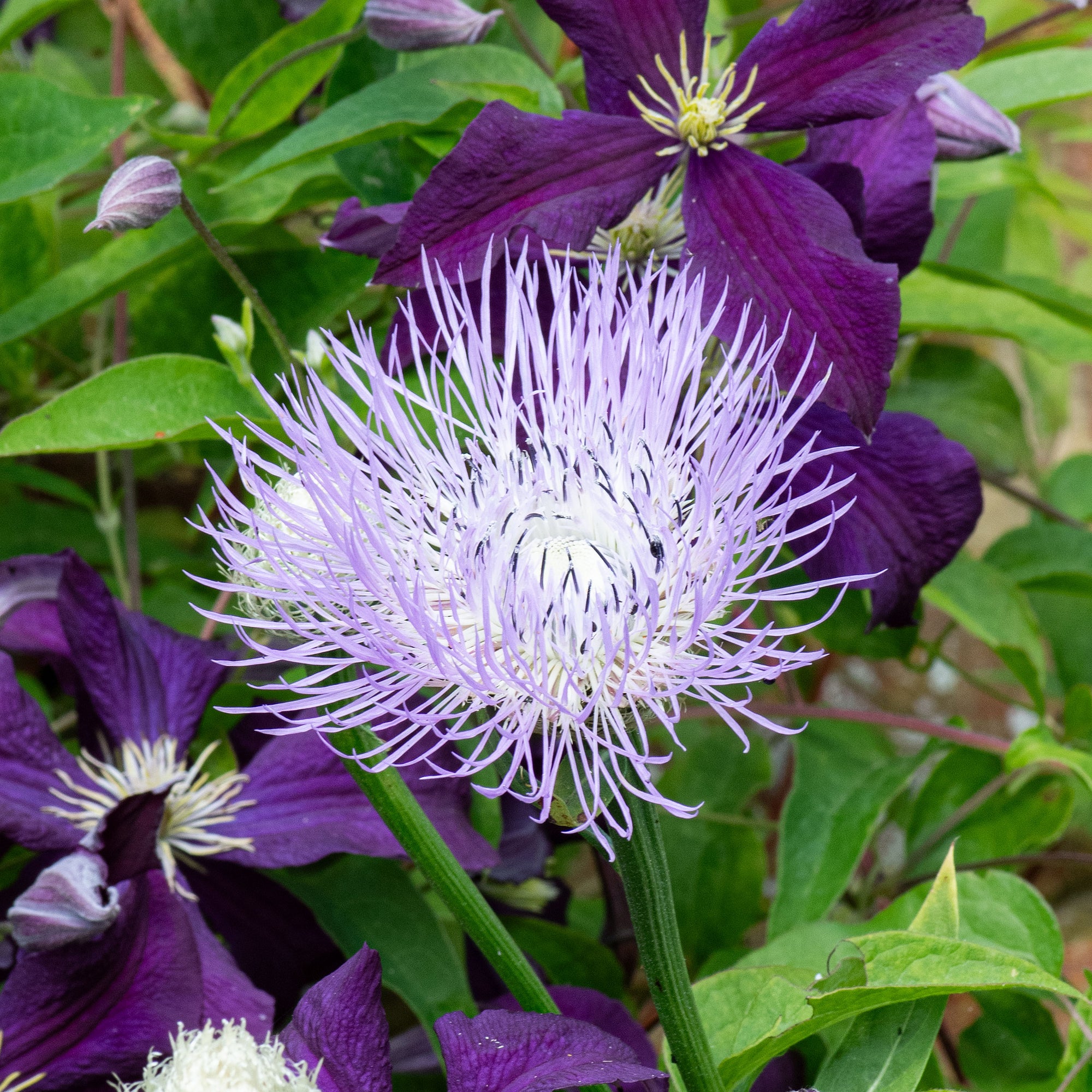 Basket Flower