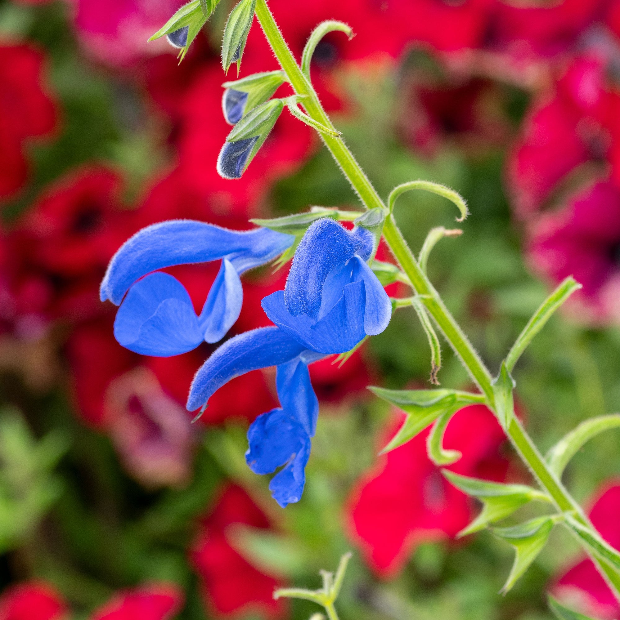 Salvia - Gentian Sage 'Oxford Blue'