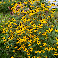 
    



Rudbeckia 'Brown-eyed Susan'
