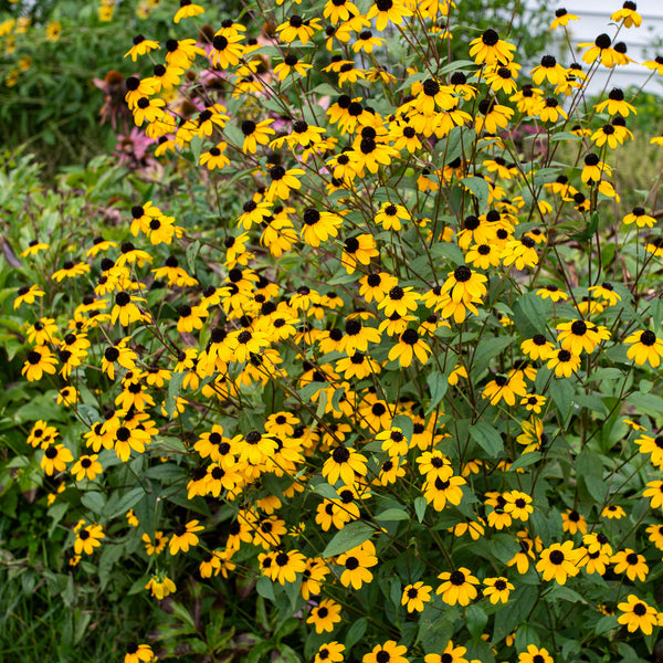 
    



Rudbeckia 'Brown-eyed Susan'
