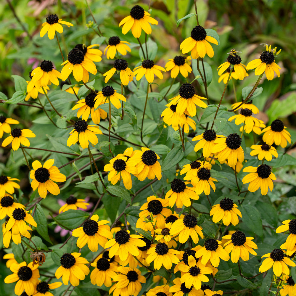 Rudbeckia 'Brown-eyed Susan'