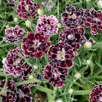 
    



China Pink 'Black Velvet and Lace'
