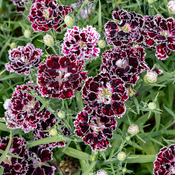 China Pink 'Black Velvet and Lace'