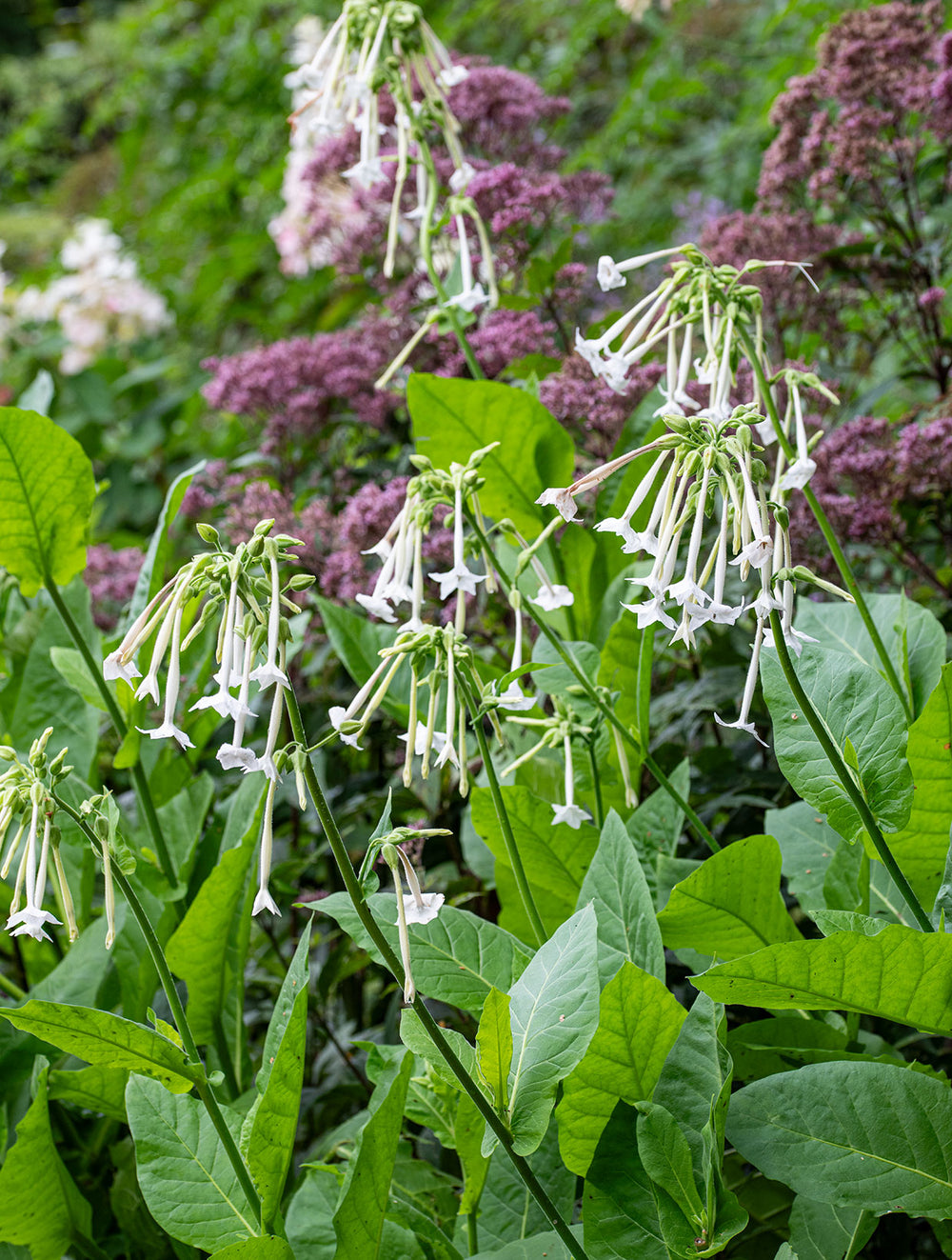 Fragrant Flowers