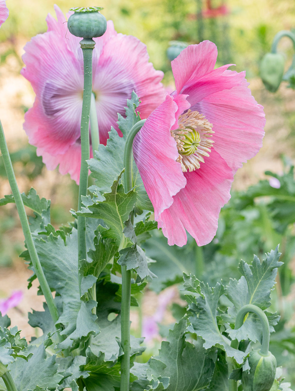 Fluttering Poppies