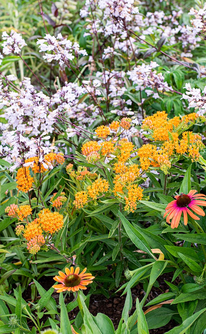 Winter Sow Perennial Seeds