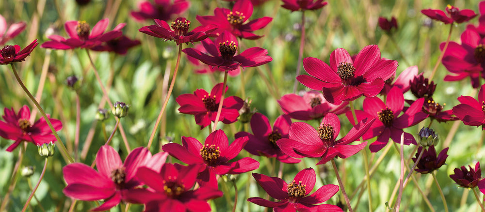 NEW! Cosmos 'Cherry Chocolate'