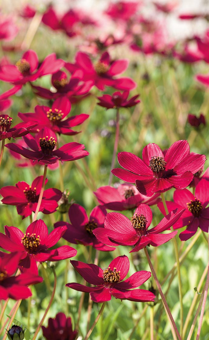 NEW! Cosmos 'Cherry Chocolate'