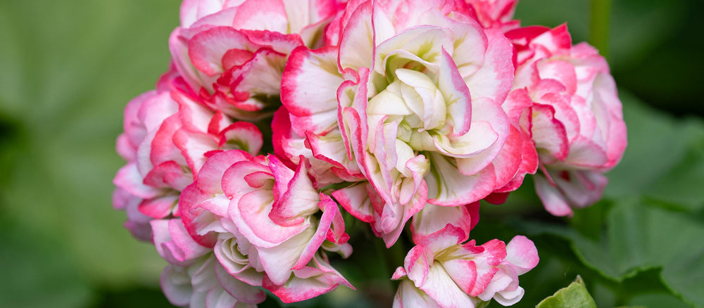 The Joy of Geraniums