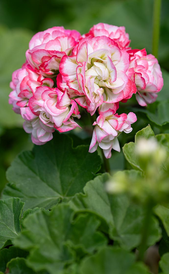 The Joy of Geraniums