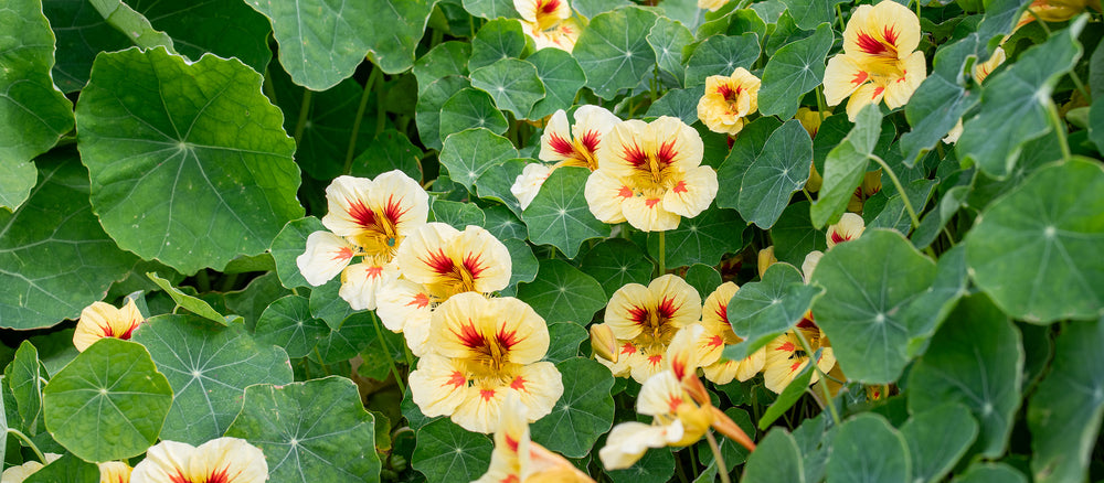 Nasturtiums for the Kitchen Garden