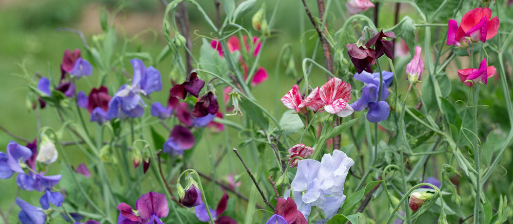 Celebration of Sweet Peas