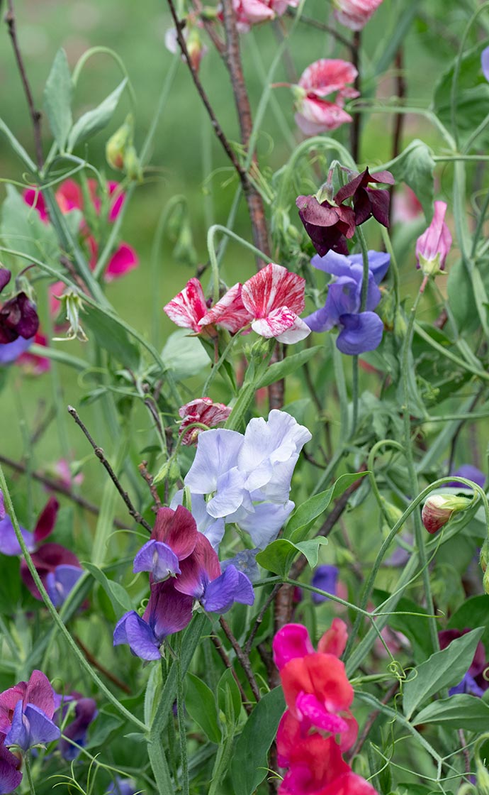 Celebration of Sweet Peas