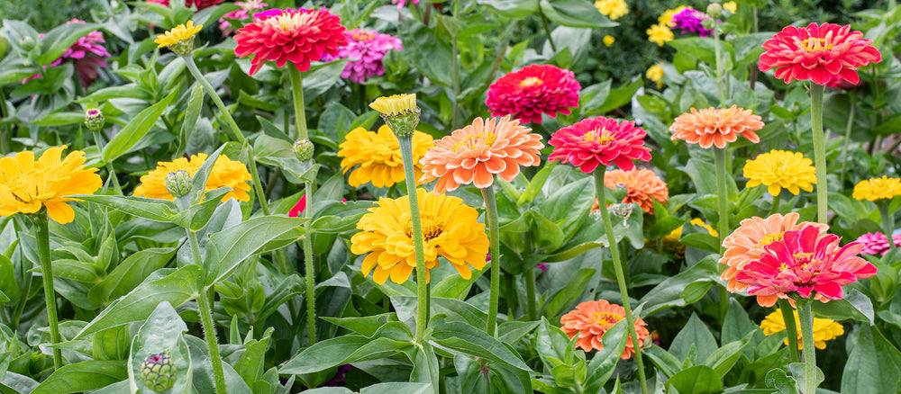 Easy to Grow Zinnias