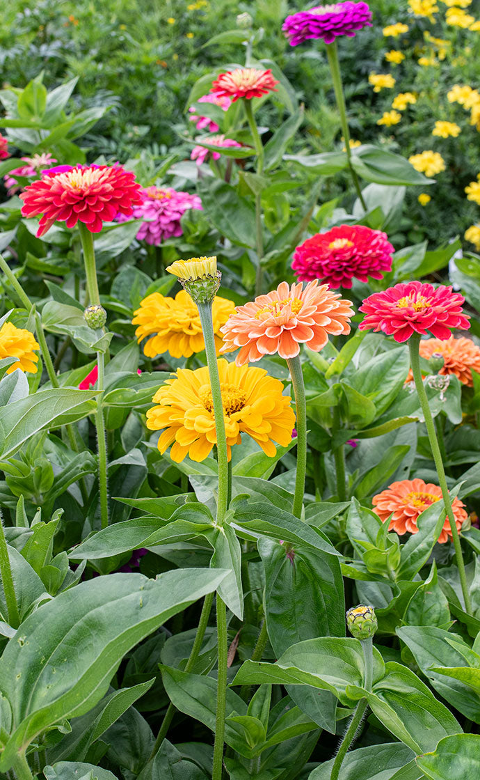 Easy to Grow Zinnias