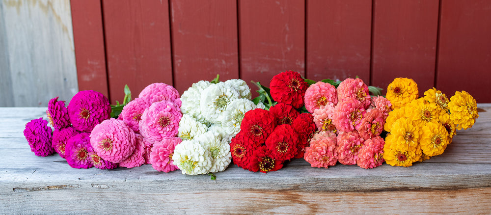 Easy to Grow Zinnias